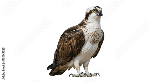 Isolated Osprey (Pandion haliaetus) looking right, full body, bird of prey, raptor portrait