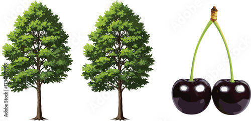 Two cherry trees with green leaves and fresh black cherries, natural fruit plant artwork, healthy food, cad drawing flat vector illustration