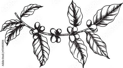 Coffee Branch Leaf Isolated Aroma Bean Agriculture Farming Harvest Caffeine Plant