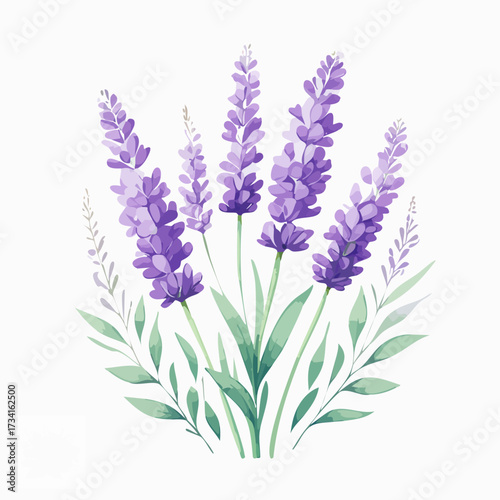 A watercolor illustration of lavender flowers with thin stems and purple blossoms isolated on a clean white background.