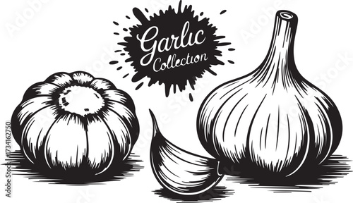 Garlic Collection Still Life Engraving of Bulb with Garlic Splash Isolated on Transparent
