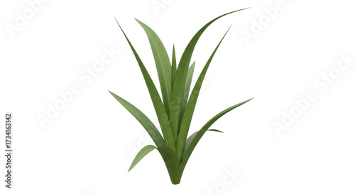 Quadro su tela Isolated iris plant, floral foliage