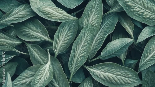 Selective focus. Soft green leaves with velvet texture in macro view
