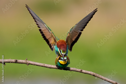 Mating pair of European bee-eaters on branch with wings spread