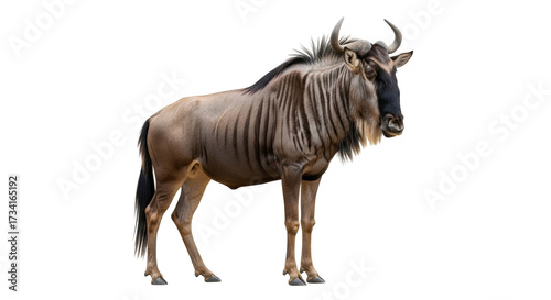 Fényképezés Isolated Wildebeest standing in front view, wildlife animal in savanna, large an