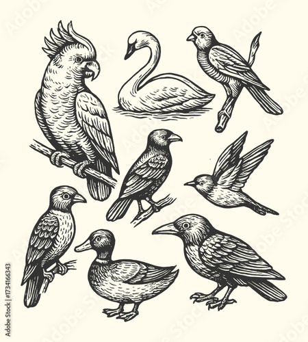 Engraved set of exotic and domestic birds including parrot, swan, crow, and hummingbird in vintage style.