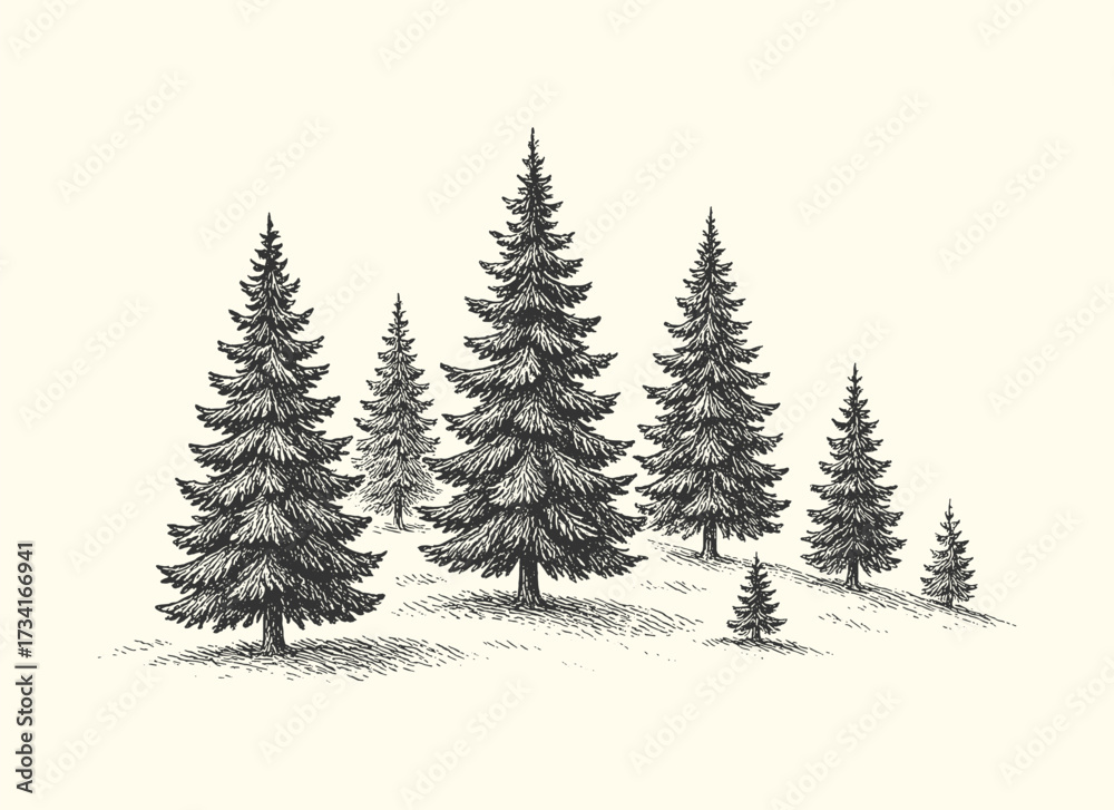 Obraz premium Vintage engraved drawing of pine trees forming a dense forest in rustic natural style.