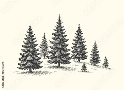 Vintage engraved drawing of pine trees forming a dense forest in rustic natural style.