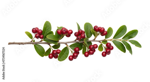 Konstfotografi Isolated vibrant branch of red lingonberries with green leaves for decoration el