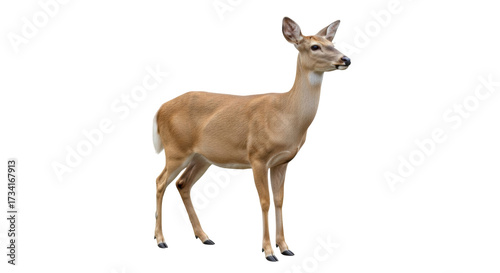 Isolated Whitetail deer stands at attention looking off to the side on plain background