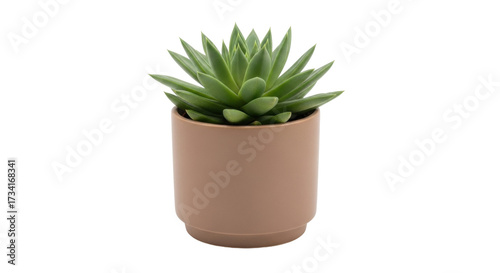 фотографія Isolated echeveria succulent potted plant, botanical decoration, indoor gardenin