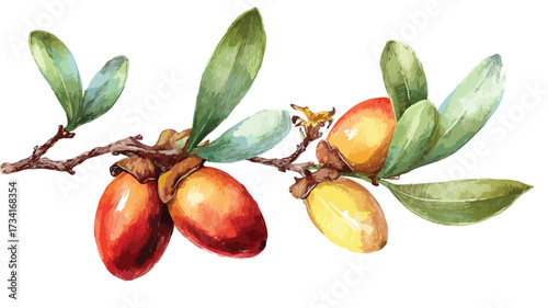 Elegant Hand Drawn Watercolor Argan Illustration Vector