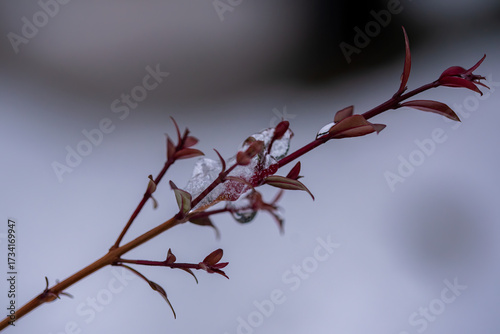 A close-up photograph captures a delicate plant stem adorned with small, reddish leaves and patches of melting ice, set against a soft, blurred background
