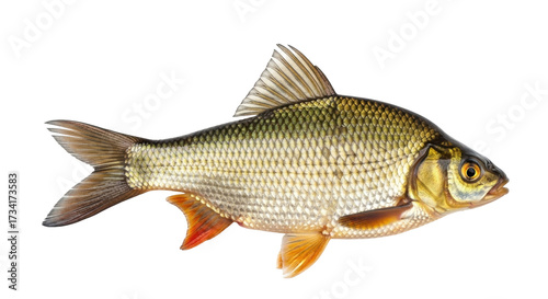 Photos Isolated roach fish, a freshwater ray-finned animal used for game fishing and aq