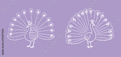 Two elegant white line art illustrations of a peacock with its magnificent tail feathers spread, on a vibrant lavender background.