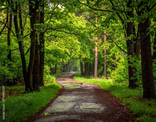 A forest path where young leaves glisten, wet with spring rain