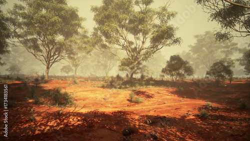 tranquil beauty of an expansive dirt field, adorned with a breathtaking eucalyptus grove nestled amidst natures embrace.