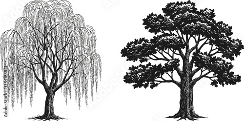 Willow tree illustration, oak tree silhouette, nature foliage drawing, forest landscape element, botanical artwork design, seasonal flora sketch, cad drawing flat vector illustration
