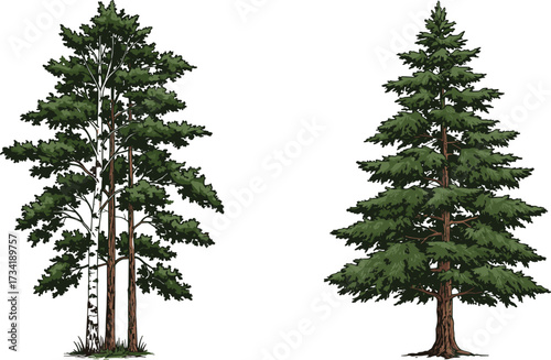 Evergreen pine tree illustration, conifer forest plant, fir foliage design, nature landscape element, botanical drawing artwork, cad drawing flat vector illustration