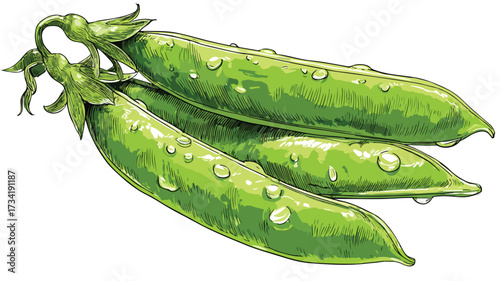 Vibrant Green Pea Clipart Vector Illustration for Creative Designs