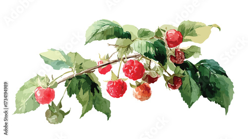 Vibrant Watercolor Raspberry Branch with Berries Isolated EPS Illustration