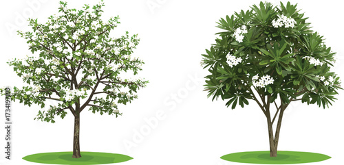 Flowering tree, white blossom, green foliage, garden plant, natural landscape element, eco friendly decoration, outdoor environment design, cad drawing flat vector illustration