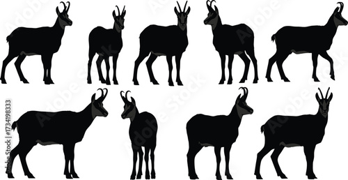 Goat silhouette illustration, horned animal profile vector, livestock shape comparison, farm animal graphic, wildlife morphology study, black goat art