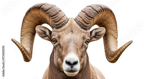 Isolated headshot of a majestic bighorn sheep looking forward with large curled horns
