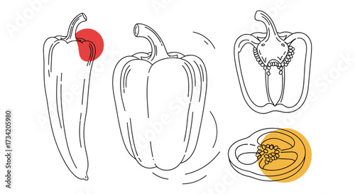 Illustration of bell peppers in outline with highlights showing cross sections and vibrant colors.