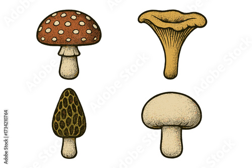Detailed collection of various edible and poisonous wild forest mushrooms including fly agaric, chanterelle, morel, and common button mushroom