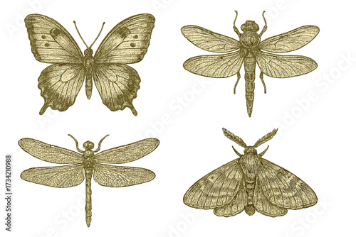 Vintage style entomology collection featuring butterfly, moth, and two dragonflies with intricate wing details