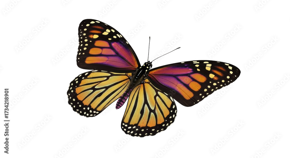 Fototapeta premium Isolated monarch butterfly is on a white background to be added to your design compositions