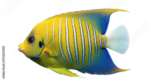 Photography Isolated angel fish with yellow and white stripes and blue fins in the ocean swi
