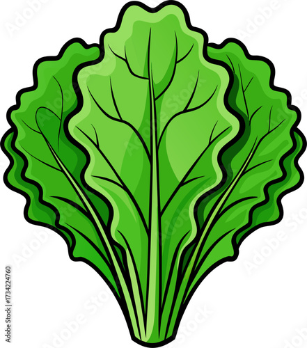 Kale Vector Illustration | Leafy Green, Organic, Healthy Superfood, Vegetable Design