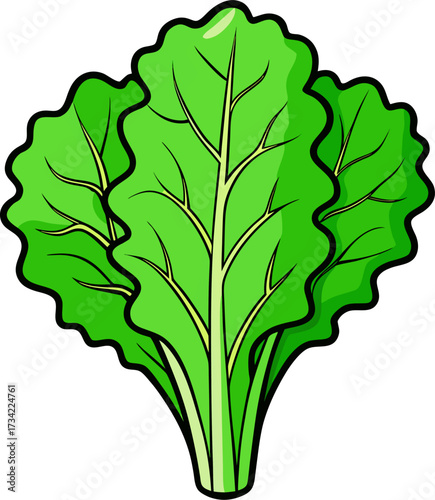 Kale Vector Illustration | Leafy Green, Organic, Healthy Superfood, Vegetable Design