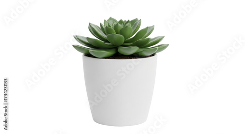 Принти на полотні Isolated green succulent plant in pot for home decoration, minimalist home offic
