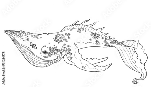 Photos Baleine gracieuse avec de longues nageoires et une apparence fabuleuse