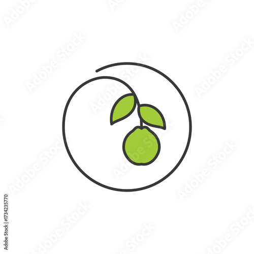 Bright green guava fruit with smooth lines and leafy branch, ideal for tropical produce branding, garden-fresh packaging, or plant-based food visuals. Crisp, natural, and refreshing