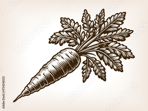 whole carrot with leafy greens, symbolizing fresh produce, natural food, and classic botanical illustration sketch engraving generative ai vector illustration. Scratch board. Black and white image.