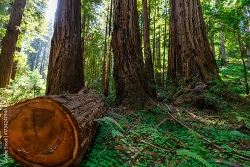 Foto Scenic woodland trail in Muir Woods National Monument, California USA