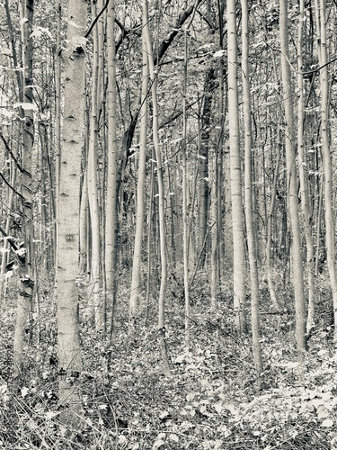 A background of forest in black and white creating a nice backdrop.