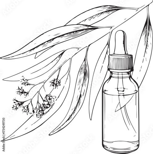 Eucalyptus oil Essential Aromatherapy Hand-drawn Sketch Drawing Vector Illustration, Line Linear Symbol Engraving Coloring Book, Black and White Isolated
