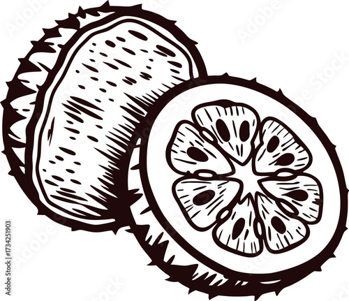 hand drawn bergamot fruit and cross section isolated vintage botanical citrus illustration in engraved sketch