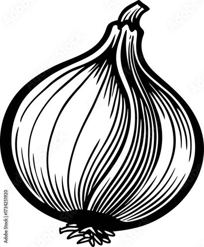 Hand drawn onion illustration in vintage engraved with black lines isolated on white background