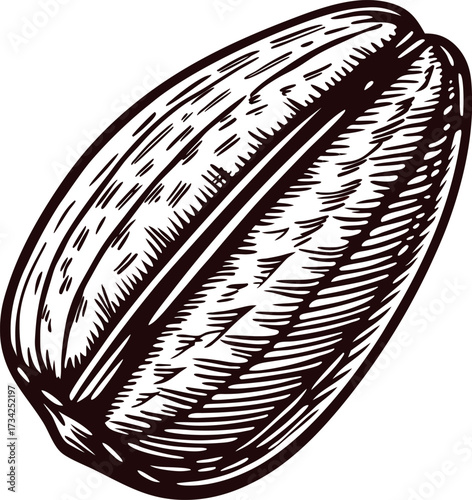 Vintage engraved sunflower seed isolated on white background hand drawn detailed sketch botanical illustration