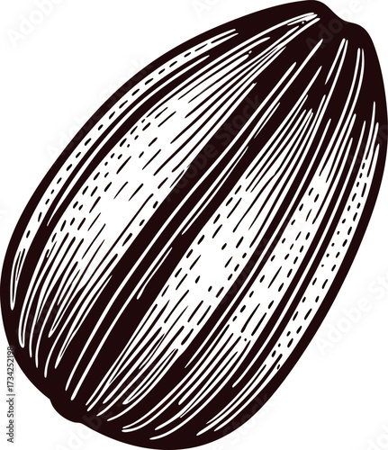 Hand drawn pecan nut isolated on white background vintage black and white engraved illustration