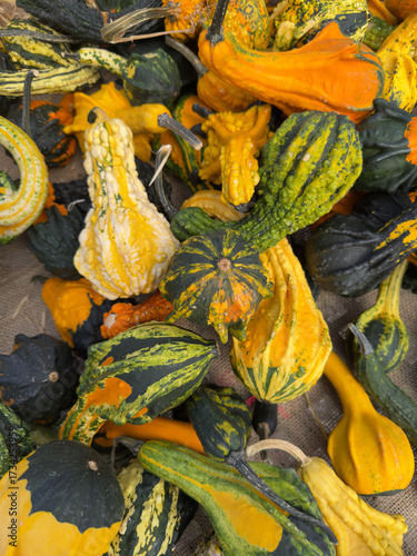 A nice background of gourds and pumpkins showing the fall or autumn vibes.