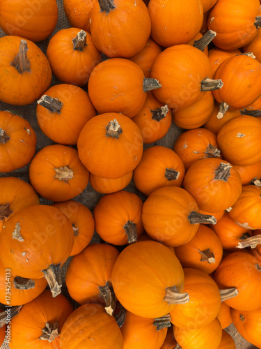 A nice background of gourds and pumpkins showing the fall or autumn vibes.
