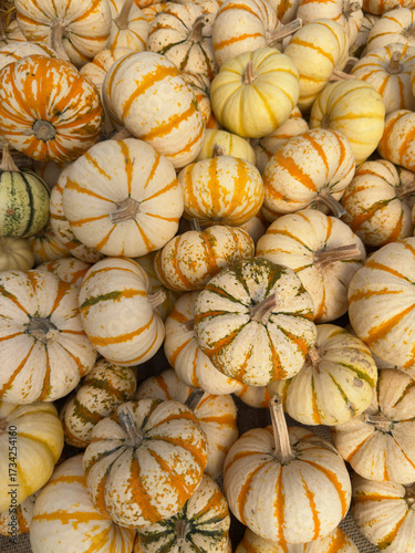 A nice background of gourds and pumpkins showing the fall or autumn vibes.