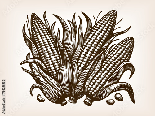 fresh corn cobs with husks and kernels, symbolizing agriculture, harvest, natural food, and traditional farming sketch engraving generative ai vector illustration. Scratch board. Black and white.
